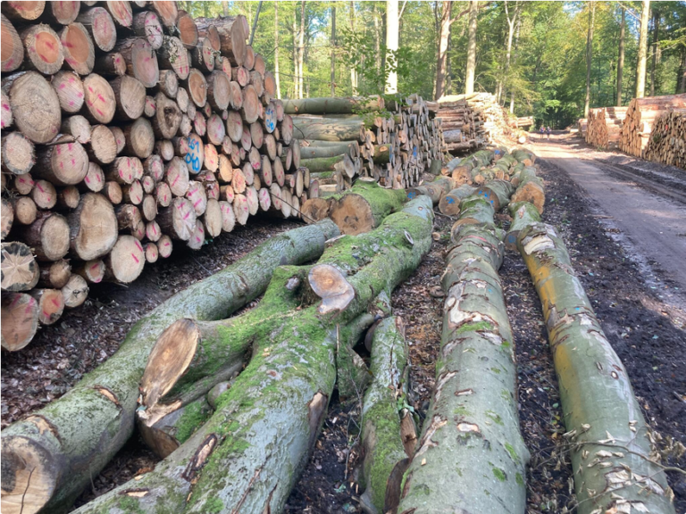 Baumfällungen im Sachsenwald – welche Forstwirtschaft ist zeitgemäß?